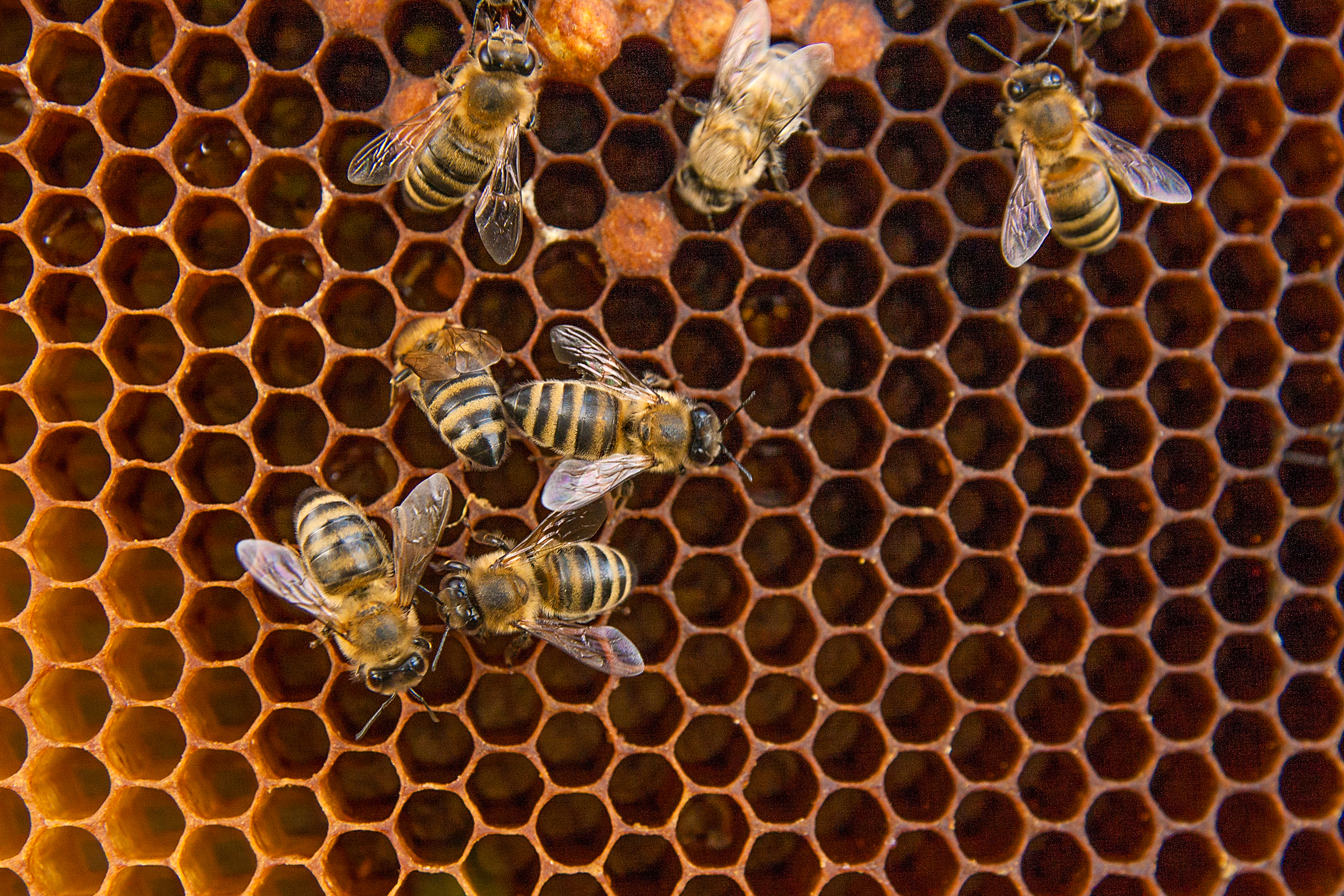 074989930 busy bees close view working b